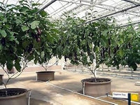 Black Eggplant Seeds for Planting - 100 Pcs pcs