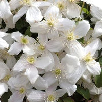 Clematis Flower Seeds White for Planting - NON GMO Seeds