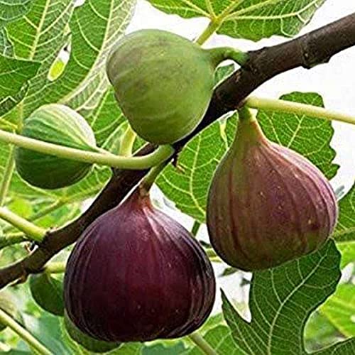 Poona Fig Seeds for Planting – Heirloom, Non-GMO Fruit Seeds