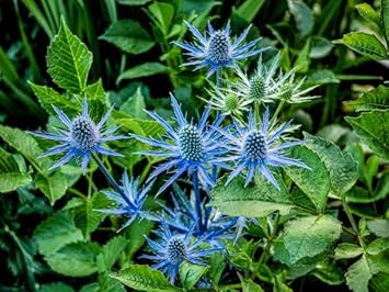 Organic Eryngium Planum Flower Seeds for Planting ƒ?? Heirloom, Non-GMO for planting in your garden.