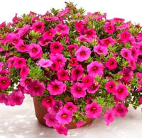 Calibrachoa Flower Seeds Heirloom Non GMO Planting - 100 pcs