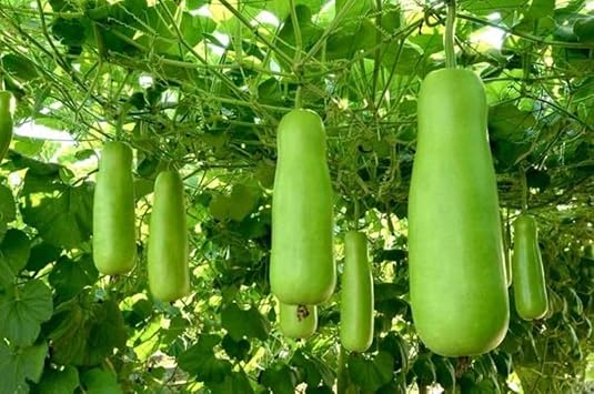 Green Bottlegourd Vegetable Seeds for Planting - Heirloom & Non-GMO Seeds for Beautiful Home Garden