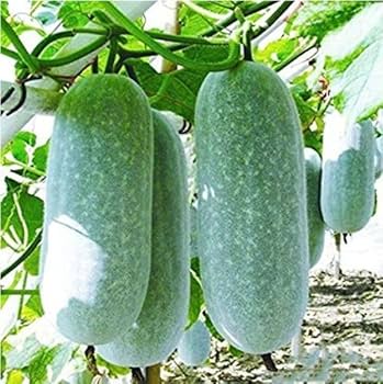 Wax Ash Gourd Benincasa hispida seeds for planting