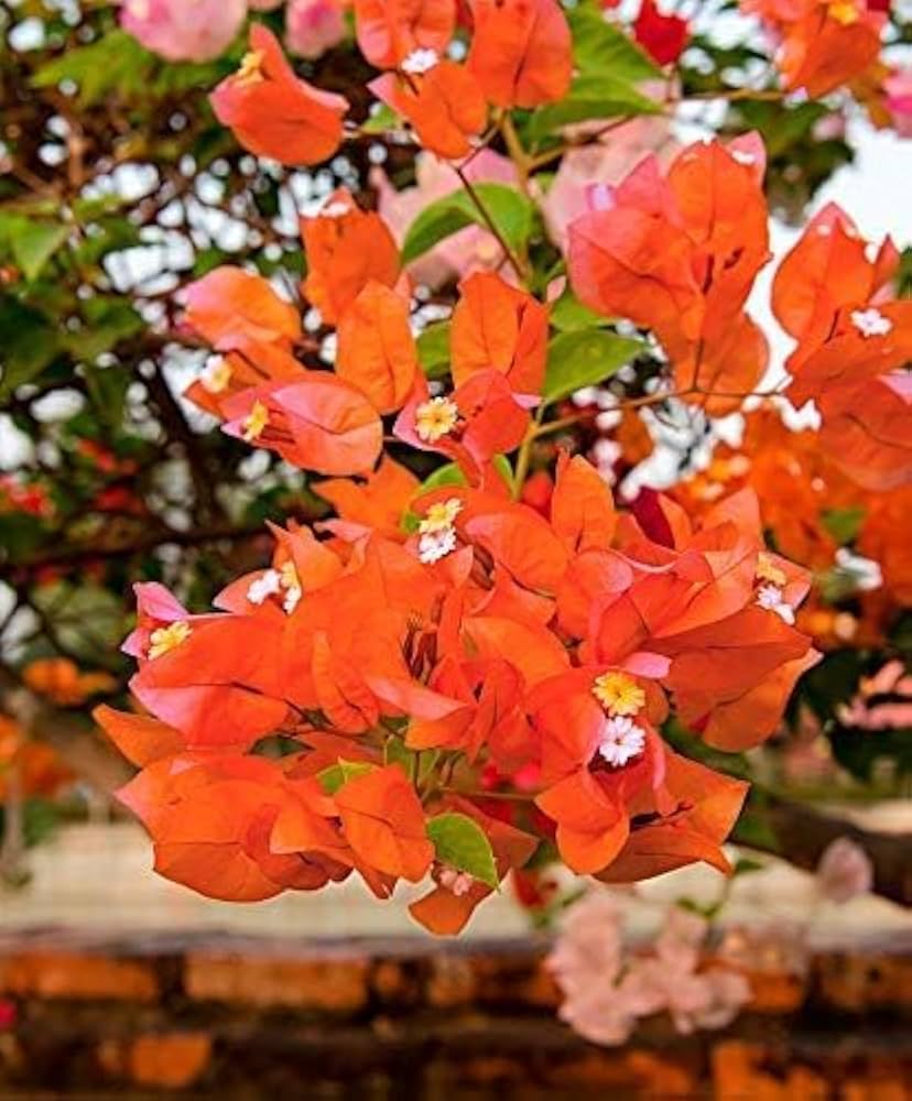 Bougainvillea Orange Ice Flower Seeds for Planting - Heirloom and Non-GMO Garden Seeds