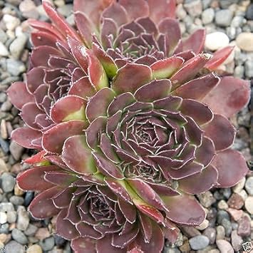 Maroon Jovibarba Planting Seeds for Garden NON GMO Seeds for planting in home garden