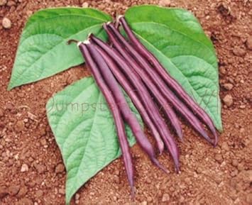 Violet Bean Phaseolus vulgaris seeds for garden planting