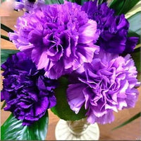Violet Caryophyllus Flower Seeds for Planting - 100 pcs seeds for planting in home garden
