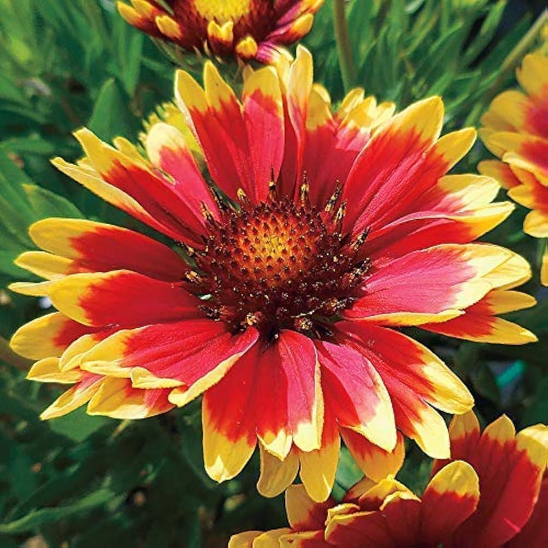 Heirloom Aristata Flower Seeds for Garden Planting, Non-GMO, Showy Perennial Blooms for Borders