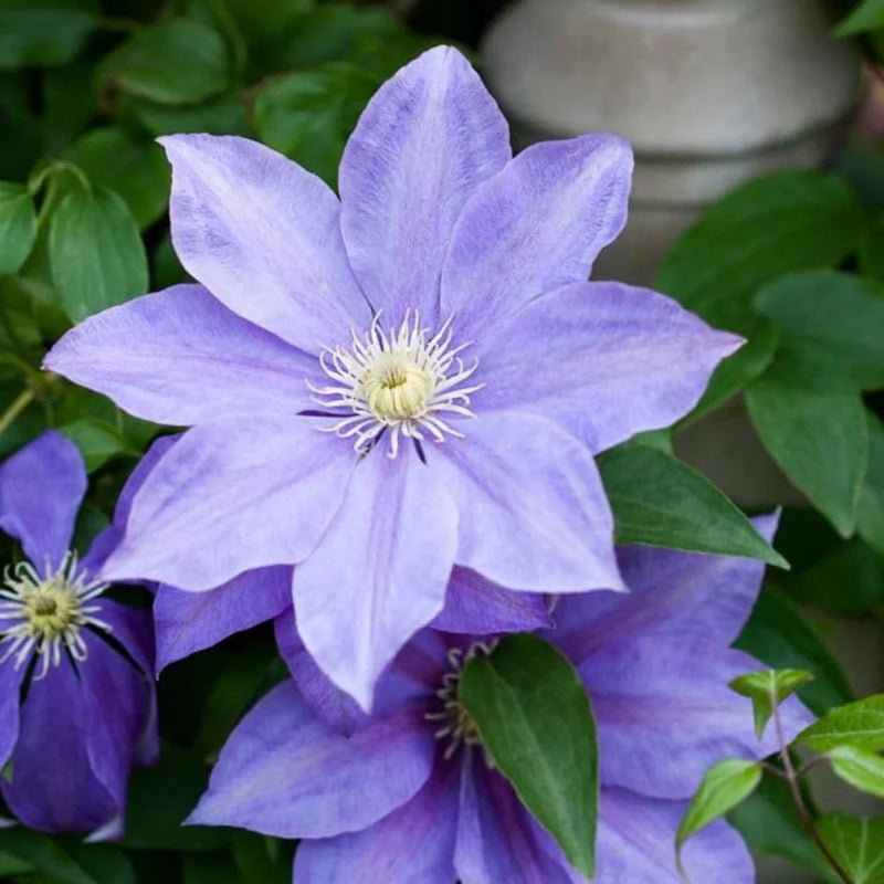 Heirloom Non-GMO Blue Clematis Flower Seeds for Planting – Vibrant Climbing Vine Bloom Seeds