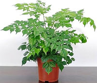 Green Radermachera Sinica Decorative Plant Seeds for Unique Gardens Scientific Name Placeholder for planting in home garden