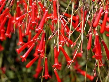 Firecracker Flower Seeds for Planting - 100 pcs