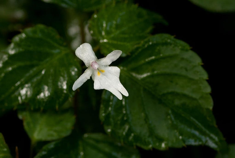 Heirloom Non-GMO Impatiens Bequaertii Flower Seeds for Planting – Rare Shade-Loving Seeds - Non-GMO for planting in home garden