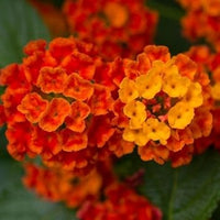 Orange Lantana Flower Seeds for Planting NON GMO Seeds