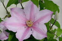 Heirloom Non-GMO Clematis Baby Pink Flower Seeds for Garden Planting ƒ?? Delicate Climbing Blooms