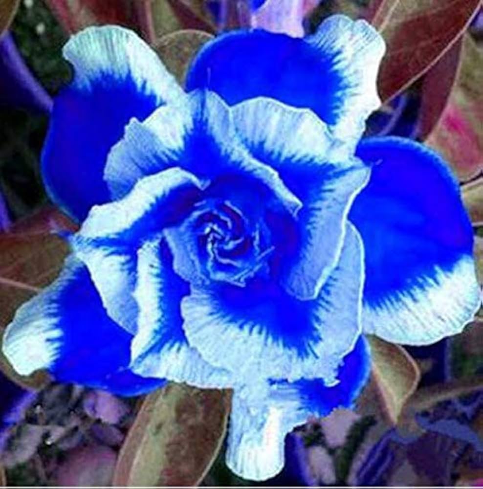 Heirloom White Blue Adenium Obesum Flower Seeds for Planting – Non-GMO, Exotic Blooms