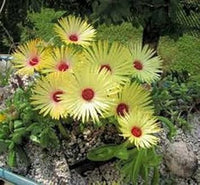 Yellow Red Ice Flower Seeds for Planting - 100 pcs