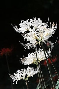 Organic White Lycoris Flower Seeds for Planting ƒ?? Heirloom, Non-GMO for planting in your garden.