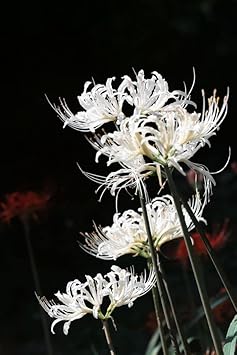 Organic White Lycoris Flower Seeds for Planting – Heirloom, Non-GMO for planting in your garden.