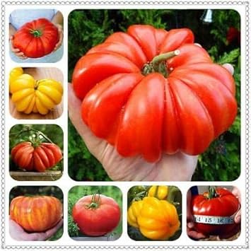 100 Pcs