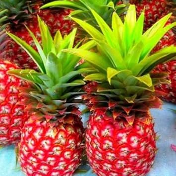 100 Pcs