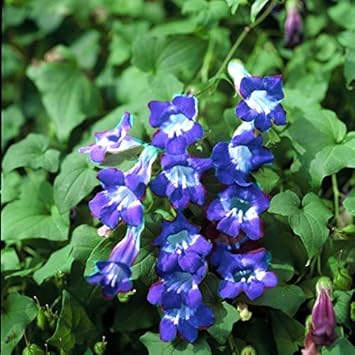 Organic Heirloom Non-GMO Blue Asarina Gloxinia Seeds for Planting – Climbing Blooms
