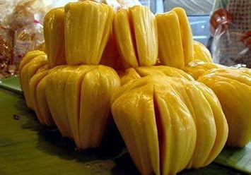 Yellow jackfruit fruit seeds for backyard planting