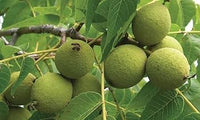 Juglans Hindsii Fruit Seeds for Growing Hardy Walnut Trees 100 Pcs pcs