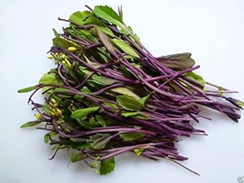 Purple Kosaitai Brassica juncea for planting in edible landscape