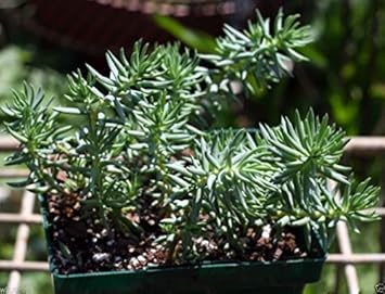 Green Sedum Montanum Plant Seeds for Planting - NON GMO Seeds for planting in home garden