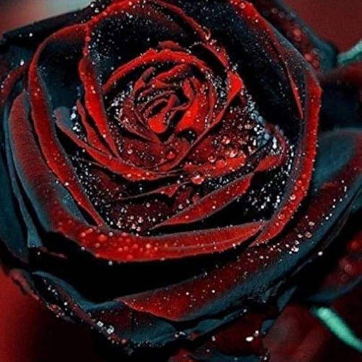 Deep Red Rose Plant Seeds for Planting - Heirloom Non-GMO Garden Seeds for Your Garden