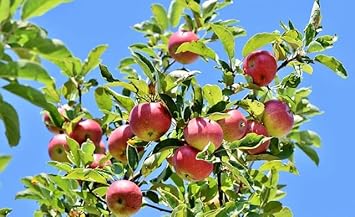 Pink and Yellow Apple Fruit Seeds for Planting - Rare Color Varieties for Stunning Apples