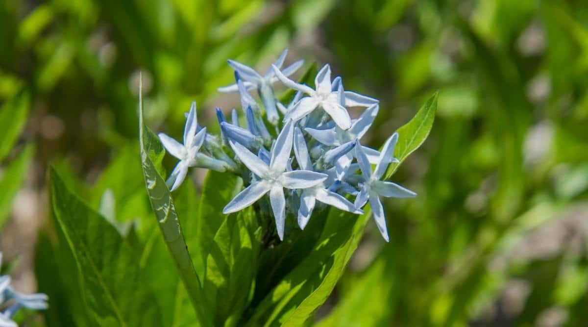 Amsonia Hubrichtii Flower Seeds for Planting ,Heirloom Seeds -100 pcs