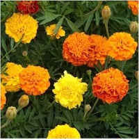 Mix Marigold Flower Seeds for Planting - 100 pcs