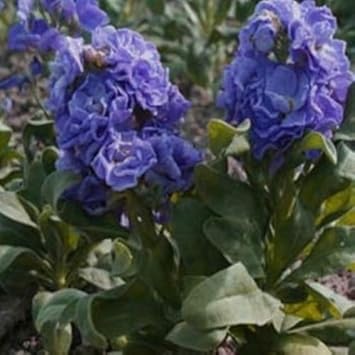 Blue Gilly Flower Seeds for Planting, 100 pcs for planting in your garden.