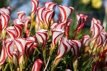 Red White Versicolor Flower Seeds for Planting - 100 pcs