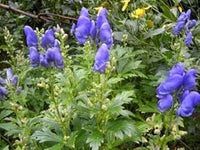 Blue Aconitum Flower Seeds for Planting - 100 pcs