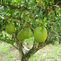Crescentia alata seeds for tropical exotic garden