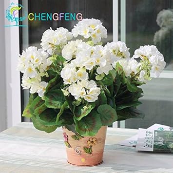 Organic Pink White Univalve Flower Seeds for Planting – Heirloom, Non-GMO