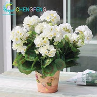 Organic Pink White Univalve Flower Seeds for Planting – Heirloom, Non-GMO