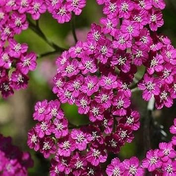 Pink Cerise Flower Seeds for Planting - NON GMO Seeds