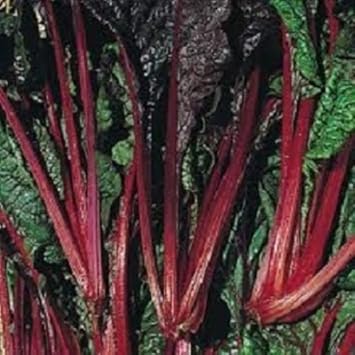 Swiss Ruby Chard Beta vulgaris seeds for garden planting