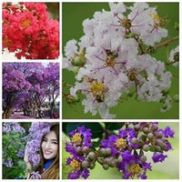 Mixed Crepe Myrtle Flower Seeds for Planting - 100 pcs seeds for planting in home garden