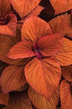 Heirloom Non-GMO Deep Orange Coleus Plant Seeds for Garden Planting – Vibrant Foliage Variety