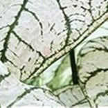Caladium Pink Mix Flower Seeds for Planting NON GMO Seeds