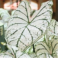 Caladium Sky Blue Flower Seeds for Planting NON GMO Seeds