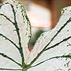 Caladium Blue Mix Flower Seeds for Planting NON GMO Seeds