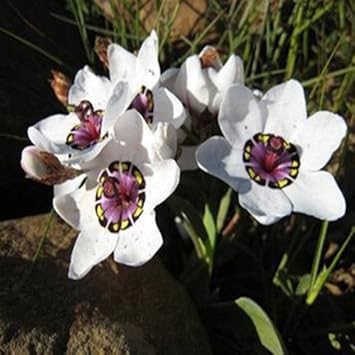 Heirloom Non-GMO White Sparaxis Tricolor Flower Seeds for Garden Planting ƒ?? Vibrant Spring Blooms Mix for planting in your garden.