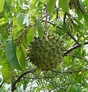 Tropical Star Fruit Seeds for Sweet and Tangy Trees 100 Pcs pcs