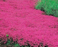 Red Creeping Flower Seeds for Planting, Fresh, NON GMO Seeds