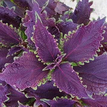 Heirloom Non-GMO Violet Coleus Plant Seeds for Planting – Vibrant Foliage Seeds